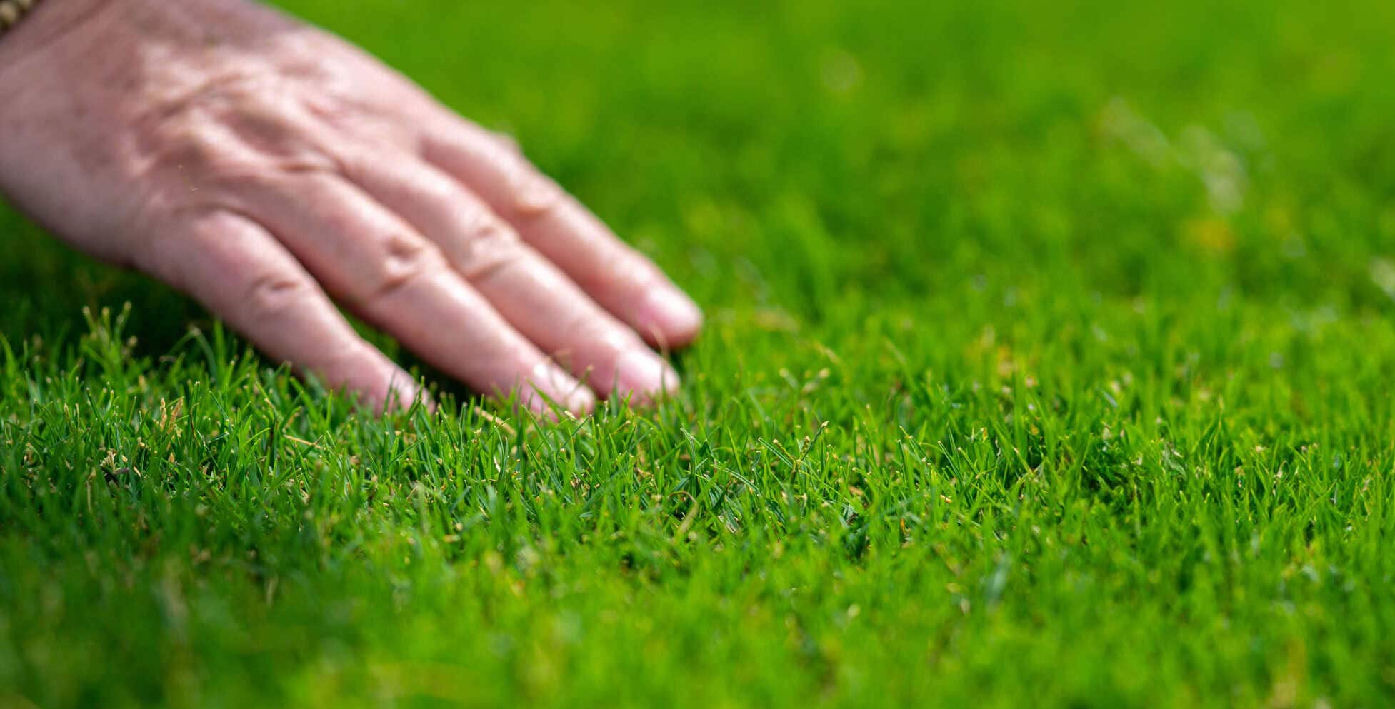 Hands holding fresh Buena Vista Turf grass roots